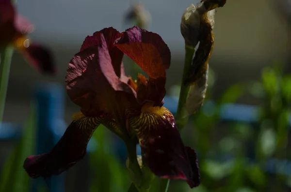 Braune Und Gelbe Mehrfarbige Iris Blüten Aus Nächster Nähe — Stockfoto