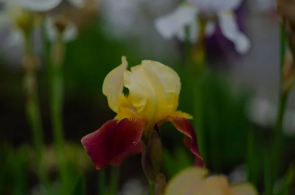Flores Marrones Amarillas Multicolor Del Iris Cerca — Foto de Stock