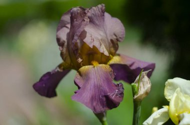 Kahverengi ve sarı çok renkli iris çiçekleri yakın çekim