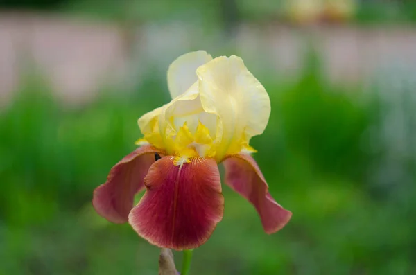 Hnědé Žluté Vícebarevné Květy Duhovky Zblízka — Stock fotografie