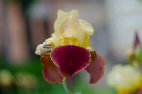 Bruine Gele Veelkleurige Bloemen Van Iris Van Dichtbij — Stockfoto