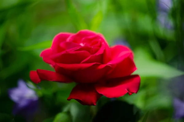 Mooie Een Rode Roos Een Tuin — Stockfoto