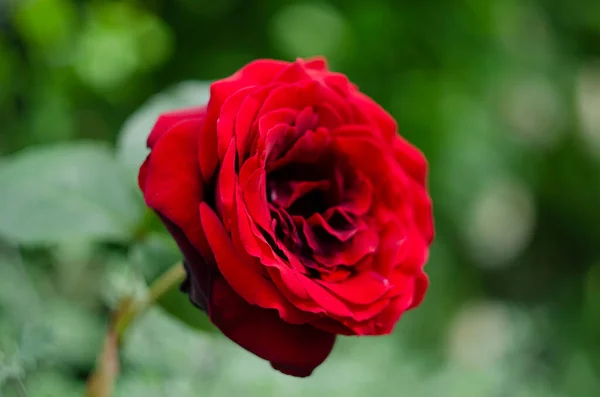 Schöne Rote Rose Einem Garten — Stockfoto