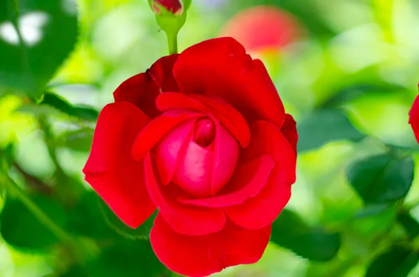 Egy Gyönyörű Vörös Rózsa Kertben — Stock Fotó