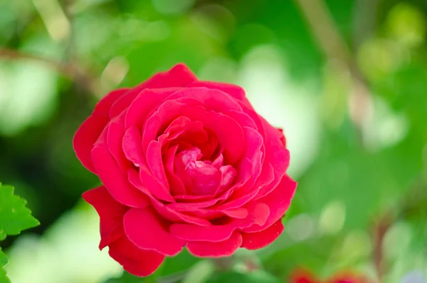 Bella Rosa Rossa Giardino — Foto Stock