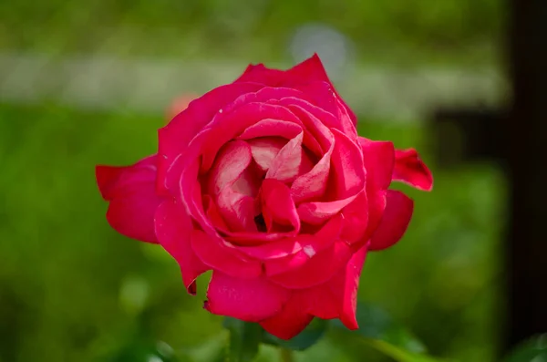 Mooie Een Rode Roos Een Tuin — Stockfoto