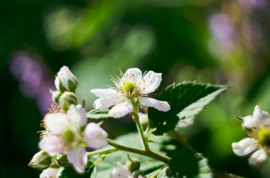 Böğürtlen çiçekleri yazın açar. Yeşil, olgunlaşmamış, yeşil arka planda beyaz çiçek yaprakları. Çiçekli böğürtlen bir bal arısıdır..