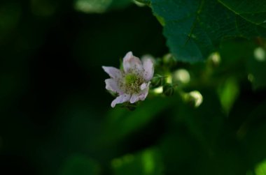 Böğürtlen çiçekleri yazın açar. Yeşil, olgunlaşmamış, yeşil arka planda beyaz çiçek yaprakları. Çiçekli böğürtlen bir bal arısıdır..