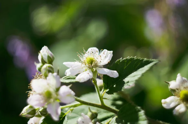 Blackberry Blossoms Summer Green Unripe Berry Delicately White Flower Petals — Stock Photo, Image
