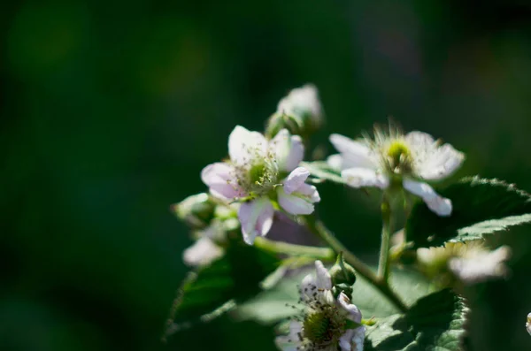 Blackberry Blossoms Summer Green Unripe Berry Delicately White Flower Petals — Stock Photo, Image