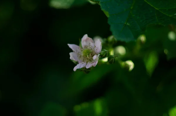 黑莓在夏天开花 未成熟的绿色浆果 淡淡的白色花瓣 绿色背景 盛开的黑莓是蜜蜂 — 图库照片
