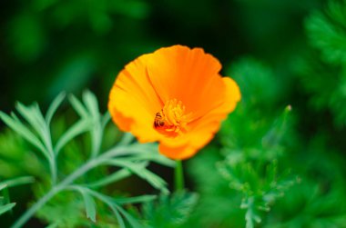 Yeşil çimenlerin, çiçek yapraklarının ve manzaranın bulanık arkaplanındaki güzel sarı çiçek Eschschscholzia. Fotoğraf. Resim..