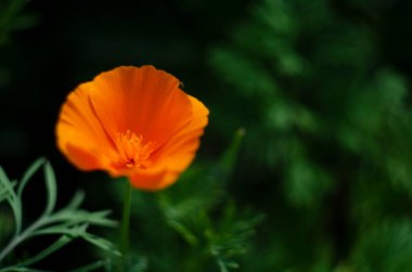 Yeşil çimenlerin, çiçek yapraklarının ve manzaranın bulanık arkaplanındaki güzel sarı çiçek Eschschscholzia. Fotoğraf. Resim..