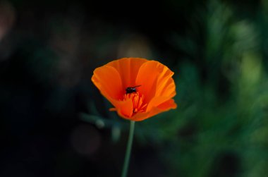 Yeşil çimenlerin, çiçek yapraklarının ve manzaranın bulanık arkaplanındaki güzel sarı çiçek Eschschscholzia. Fotoğraf. Resim..