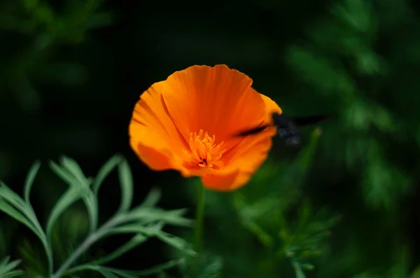 Bela Flor Amarela Eschscholzia Fundo Borrado Verde Grama Flor Leaves — Fotografia de Stock