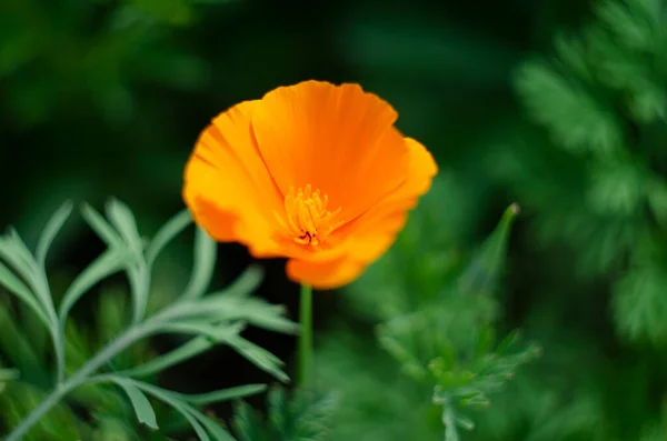 Bela Flor Amarela Eschscholzia Fundo Borrado Verde Grama Flor Leaves — Fotografia de Stock