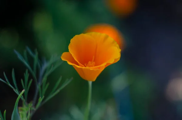 Yeşil Çimenlerin Çiçek Yapraklarının Manzaranın Bulanık Arkaplanındaki Güzel Sarı Çiçek — Stok fotoğraf