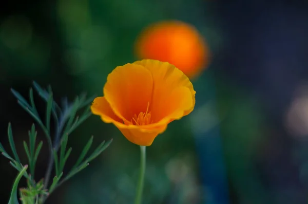 Yeşil Çimenlerin Çiçek Yapraklarının Manzaranın Bulanık Arkaplanındaki Güzel Sarı Çiçek — Stok fotoğraf