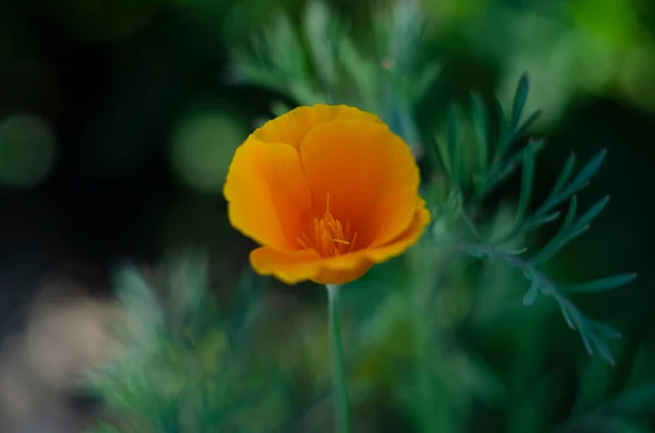 Bela Flor Amarela Eschscholzia Fundo Borrado Verde Grama Flor Leaves — Fotografia de Stock