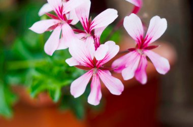 Yeşilliğin bulanık arka planında sardunya veya pelargonyum çiçekleri. Havayı temizleyen doğal antiseptik bitkisi. Pelargonium zonale. Pelargonium hororum. Kapatın. Boşluğu kopyala