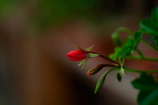 Geranien Oder Pelargonien Blühen Auf Einem Verschwommenen Grünen Hintergrund Natürliche — Stockfoto