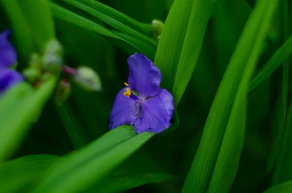 Plísně Okvětní Lístky Rostliny Pavoučí Wort Nebo Tradescantia Ohiensis Plném — Stock fotografie