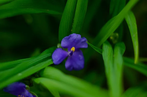 Przeżuwacze Płatki Roślin Pająkowatych Lub Tradescantia Ohiensis Pełnym Rozkwicie — Zdjęcie stockowe