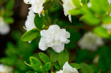 Beyaz açelyalar, narin çiçekli rhododendron ağacı, botanik bahçesinde bahar zamanı. Bush çiçek açtı..