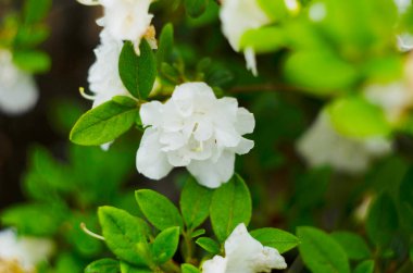 Beyaz açelyalar, narin çiçekli rhododendron ağacı, botanik bahçesinde bahar zamanı. Bush çiçek açtı..