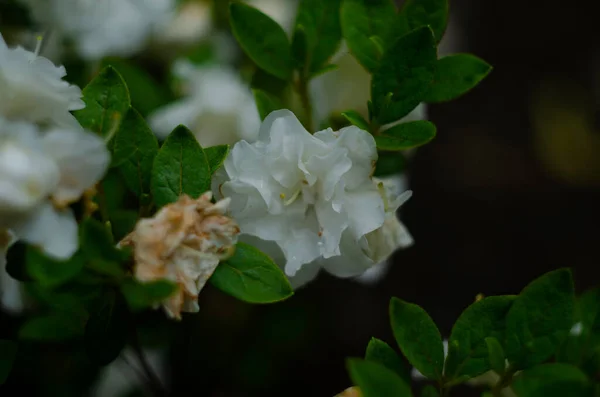 Azalee Bianche Rododendro Con Teneri Fiori Primavera Nel Giardino Botanico — Foto Stock