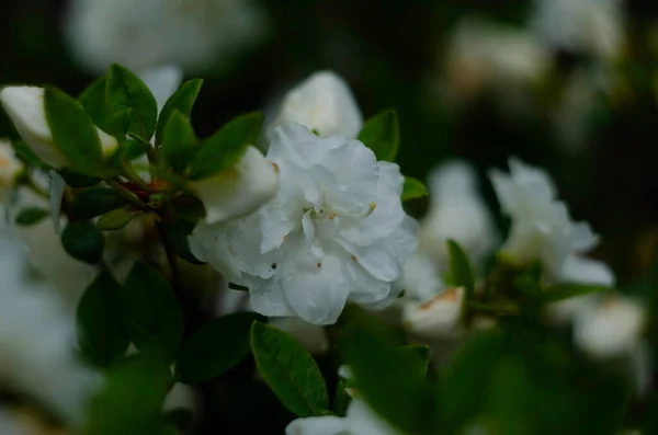 Bílé Azalky Rododendron Jemnými Květy Jaro Botanické Zahradě Kvetoucí Bush — Stock fotografie