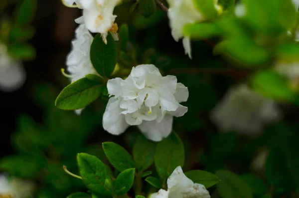White Azaleas Rhododendron Tree Tender Flowers Springtime Botanical Garden Bush — Stock Photo, Image