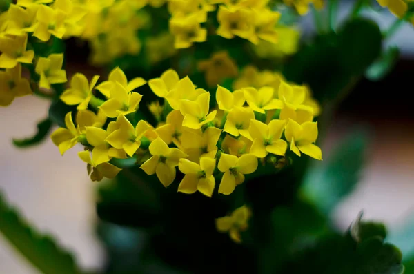 Macro Foto Flores Amarillas Una Planta Kalanchoe Cerca — Foto de Stock