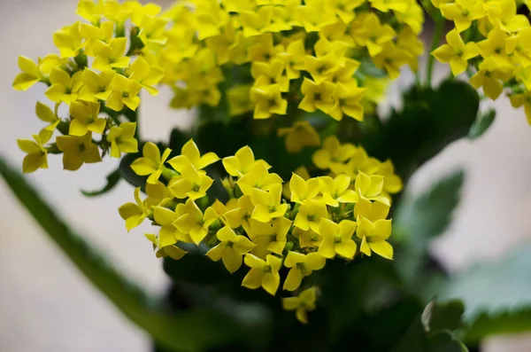 Makroaufnahme Von Gelben Blüten Auf Einer Kalanchoe Pflanze Nahaufnahme — Stockfoto