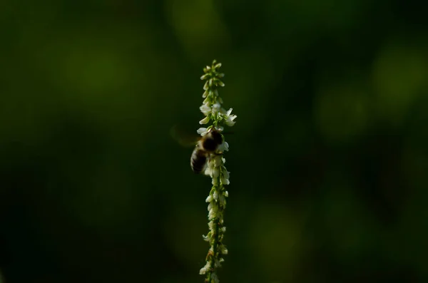 Flor Uma Planta Trevo Doce Branco Melilotus Albus Close — Fotografia de Stock