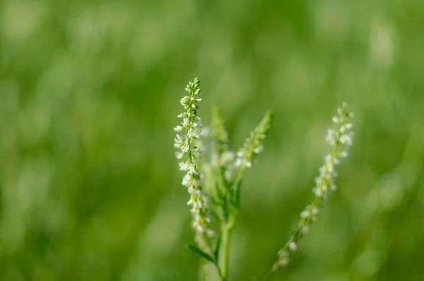 Virág Egy Fehér Édes Lóhere Növény Melilotus Albus Közelről — Stock Fotó