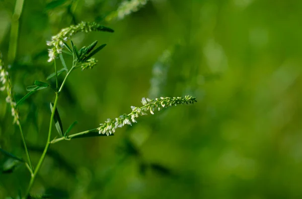 Fleur Une Plante Trèfle Blanc Melilotus Albus Gros Plan — Photo