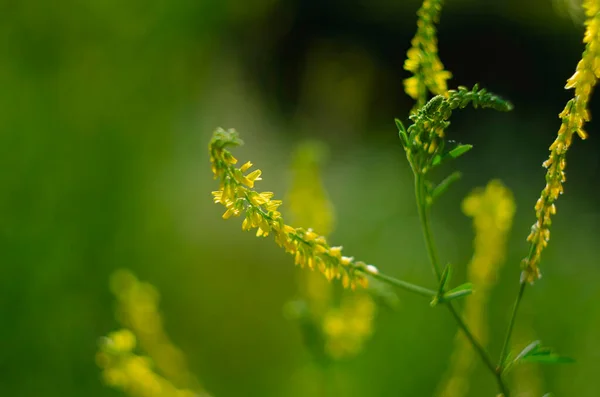 Melilot Žlutý Melilotus Officinalis Kvete Volné Přírodě Létě — Stock fotografie