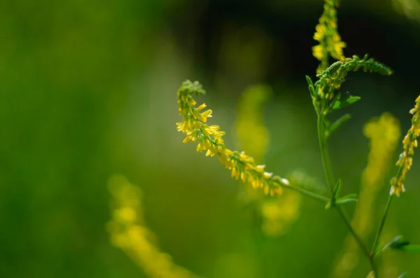Melilot Yellow Melilotus Officinalis Цветет Дикой Природе Летом — стоковое фото