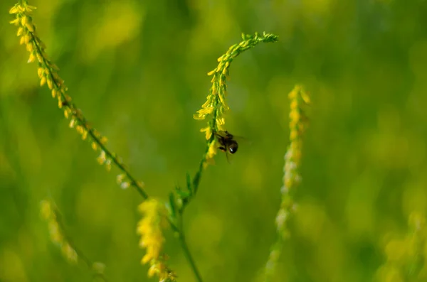 Melilot Amarelo Melilotus Officinalis Floresce Natureza Verão — Fotografia de Stock