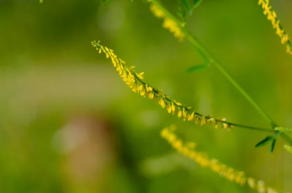 Melilot Amarelo Melilotus Officinalis Floresce Natureza Verão — Fotografia de Stock