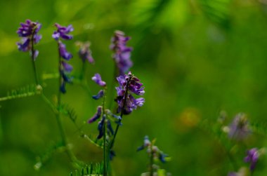 Vicia Crucca tarlada yetişiyor. Yaban bir bitki.