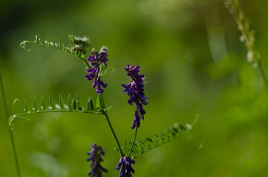 Vicia Crucca tarlada yetişiyor. Yaban bir bitki.