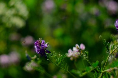 Yaklaş, makro. Crownvetch veya Securigera varia (Coronilla varia) veya Mor Crownvetch. Çiçekli tarla bitkileri. Boşluğu kopyala.