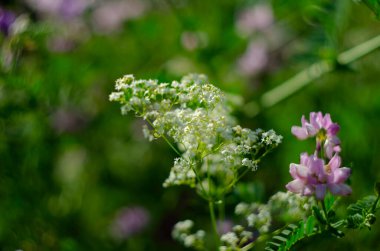 Yaklaş, makro. Crownvetch veya Securigera varia (Coronilla varia) veya Mor Crownvetch. Çiçekli tarla bitkileri. Boşluğu kopyala.