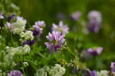 Yaklaş, makro. Crownvetch veya Securigera varia (Coronilla varia) veya Mor Crownvetch. Çiçekli tarla bitkileri. Boşluğu kopyala.
