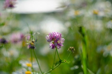 Yaklaş, makro. Crownvetch veya Securigera varia (Coronilla varia) veya Mor Crownvetch. Çiçekli tarla bitkileri. Boşluğu kopyala.