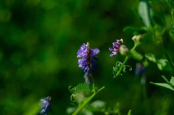 Vicia Cracca Rośnie Polu Dzika Roślina Bliska — Zdjęcie stockowe