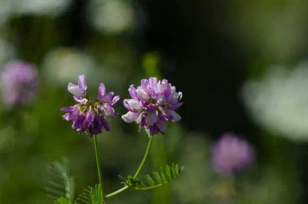 Close Macro Crownvetch Securigera Varia Coronilla Varia Purple Crown Vetch —  Fotos de Stock