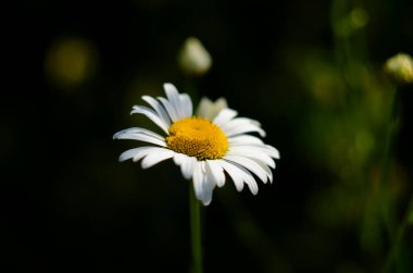 Papatya çiçeği tarlası. Doğada papatya çayı. Doğada güneşli bir günde papatya tarlası. Yaz günü papatya çiçekleri. Papatya çiçeği tarlası güneş ışığında geniş bir arkaplan